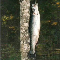 Teubelwaldteich Kleinarl 1