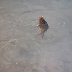 Teubelwaldteich Kleinarl 2